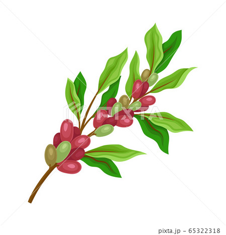 Coffea Plant Branch with Ripe Edible Fruits and Green Leaves Vector Illustration 65322318