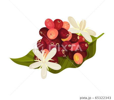 Coffea Plant Green Leaf with Ripe Edible Fruits and Blooming Flowers Vector Illustration 65322343