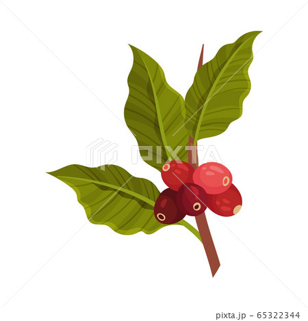 Branch of Coffea Plant with Ripe Edible Fruits and Green Leaves Vector Illustration 65322344