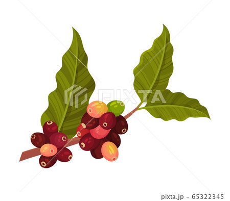 Branch of Coffea Plant with Ripe Edible Fruits and Green Leaves Vector Illustration 65322345