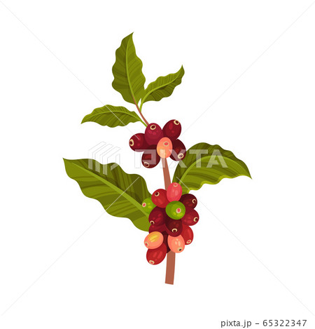 Branch of Coffea Plant with Ripe Edible Fruits and Green Leaves Vector Illustration Branch of Coffea Plant with Ripe Edible Fruits and Green Leaves Vector Illustration 65322347