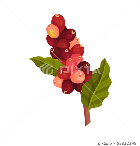 Branch of Coffea Plant with Ripe Edible Fruits and Green Leaves Vector Illustration Branch of Coffea Plant with Ripe Edible Fruits and Green Leaves Vector Illustration 65322349