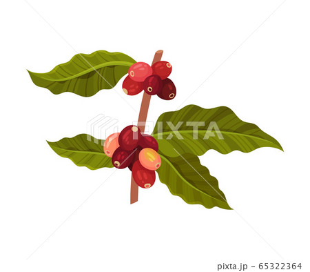 Coffea Plant Branch with Ripe Edible Fruits and Green Leaves Vector Illustration 65322364