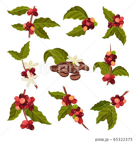 Branches of Coffea Plant with Ripe Edible Fruits Vector Set 65322375