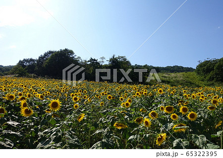 ヒマワリ ひまわり 向日葵 ヒマワリ ひまわり 向日葵 65322395