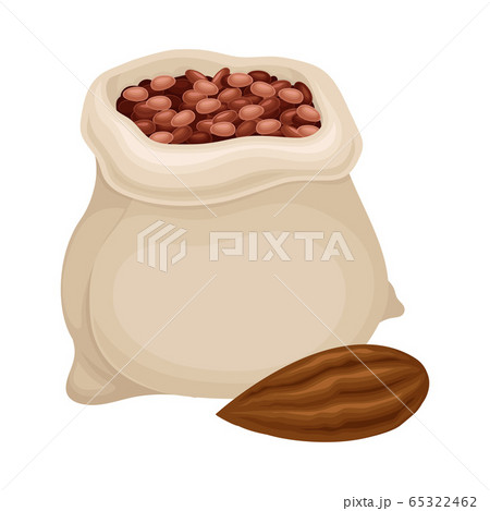 Cocoa Beans Poured in Sack as Aromatic Chocolate Ingredient Vector Illustration Cocoa Beans Poured in Sack as Aromatic Chocolate Ingredient Vector Illustration 65322462