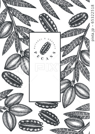 Hand drawn pecan branch and kernels design 65322518