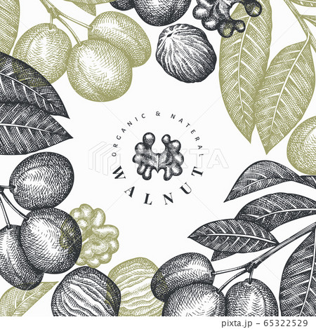 Hand drawn sketch walnut design template. Organic Hand drawn sketch walnut design template. Organic 65322529