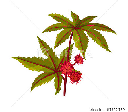 Ricinus or Castor Oil Plant with Green Palmate Leaves and Red Fruit Vector Illustration 65322579