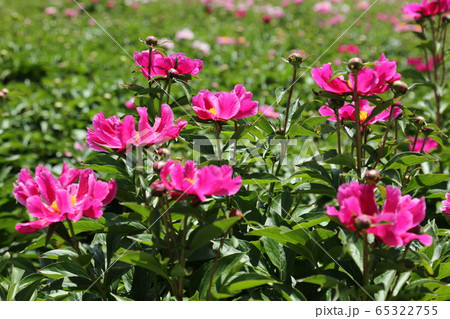 シャクヤク 牡丹 植物 65322755