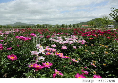 植物 ピンク 春の花の写真素材