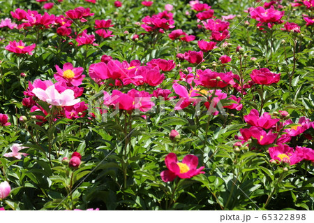 植物 ピンク 春の花の写真素材
