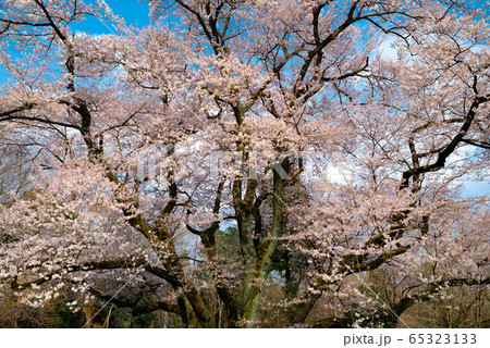 エドヒガン桜 65323133
