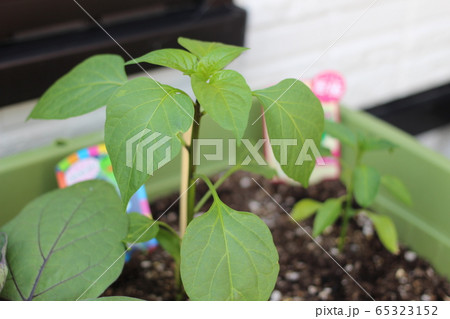 家庭菜園 えだまめ 野菜 プランター みどり 夏 ピーマン ナス トマト バジルの写真素材 家庭菜園 えだまめ 野菜 プランター みどり 夏 ピーマン ナス トマト バジルの写真素材