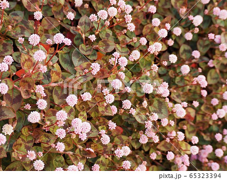 花壇の一面を覆うヒメツルソバの花の写真素材