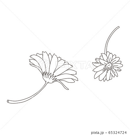 花の線画 ガーベラ デイジー のイラスト素材