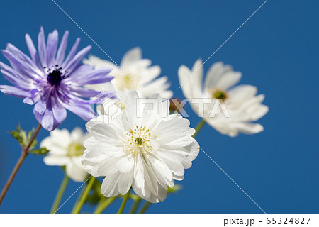 青空の下の白と紫のアネモネの花 65324827
