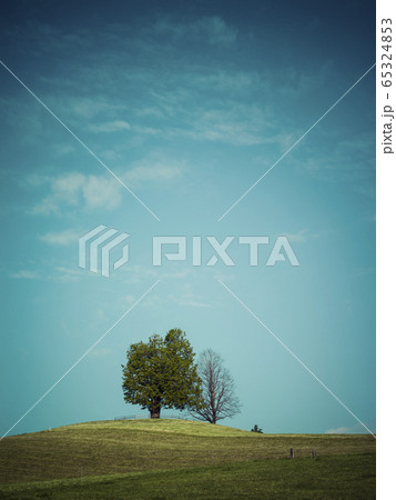 Trees in Neuheim, Switzerland Trees in Neuheim, Switzerland 65324853