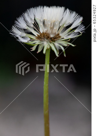 たんぽぽの綿毛 65324927