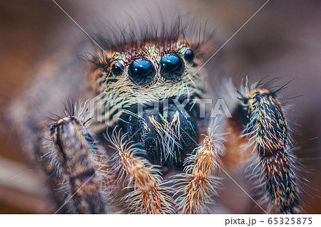 Eyes of jumping spider - Pellenes tripunctatus female Eyes of jumping spider - Pellenes tripunctatus female 65325875