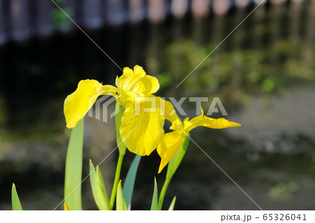 花菖蒲　キショウブ 65326041