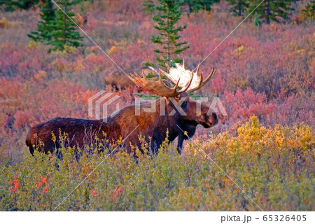 秋の童話 65326405