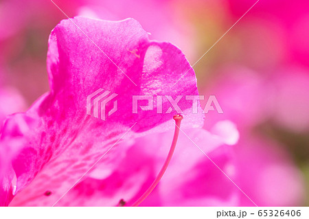 ツツジのアップ 65326406