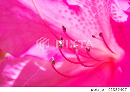 ツツジのアップ 65326407