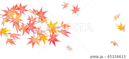 赤く色づいた秋の紅葉の枝と落葉。水彩イラスト 65326613