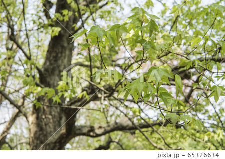 トウカエデの枝と若葉 65326634