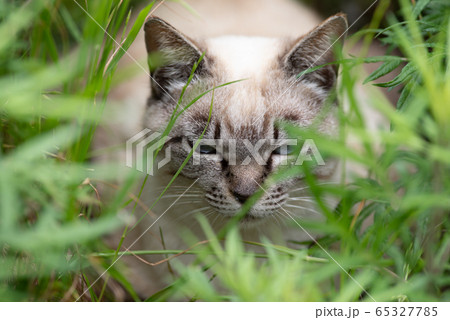 草むらの奥の猫 65327785