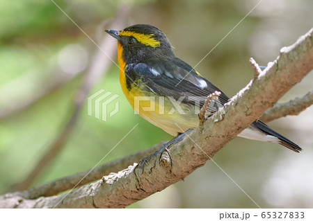 キビタキ キビタキ 65327833