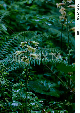 オオウバユリ オオウバユリ 65327835