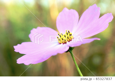 コスモス ピンク コスモス ピンク 65327837
