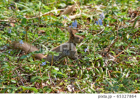 エゾリス 65327864