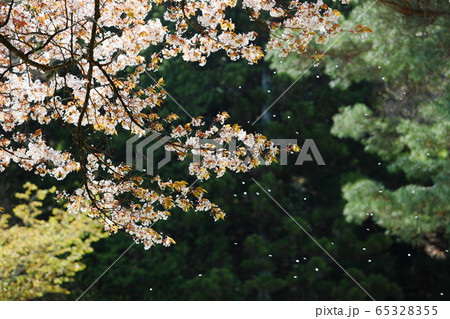 山桜　風に散る花びら　晩春イメージ 65328355
