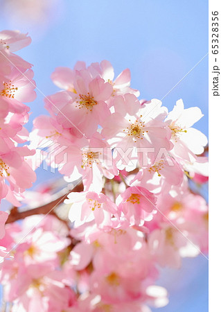 満開の思川桜 65328356