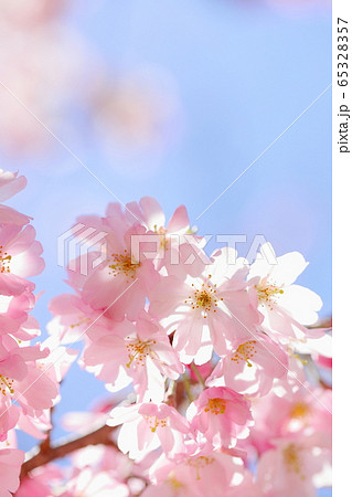 満開の思川桜 65328357