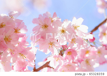 満開の思川桜 満開の思川桜 65328359