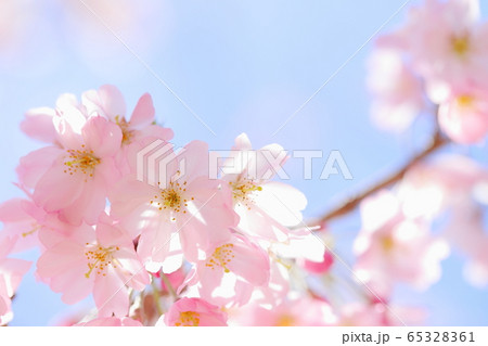 満開の思川桜 65328361