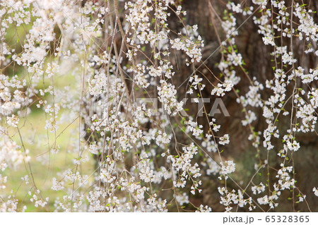 枝垂れ桜 65328365