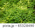 青紅葉の絨毯 65328490