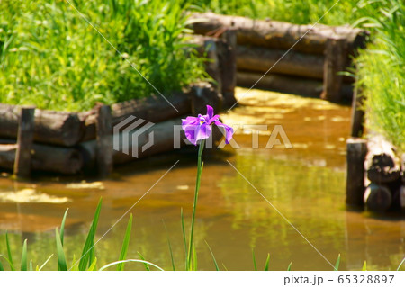 花菖蒲 花菖蒲 65328897