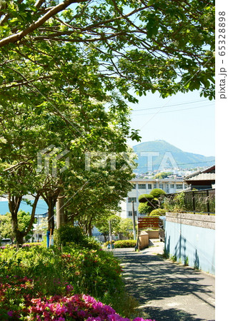 ナンジャモンジャと皿倉山 ナンジャモンジャと皿倉山 65328898