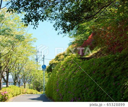 ナンジャモンジャとツツジ ナンジャモンジャとツツジ 65328899