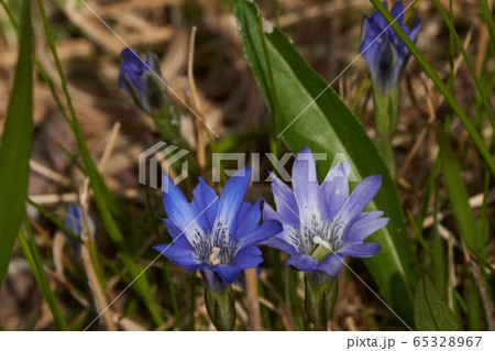 ハルリンドウ ハルリンドウ 65328967