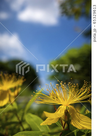 黄金色の山吹 65329613