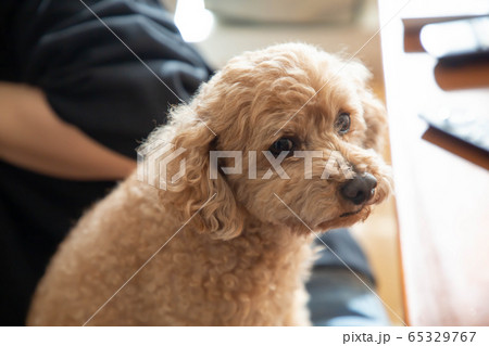 こちらを見るトイプードル ペット 愛犬 こちらを見るトイプードル ペット 愛犬 65329767