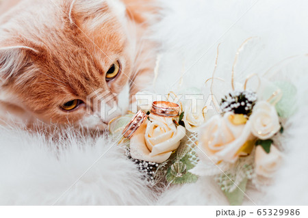 two wedding rings in colours with the cat 65329986