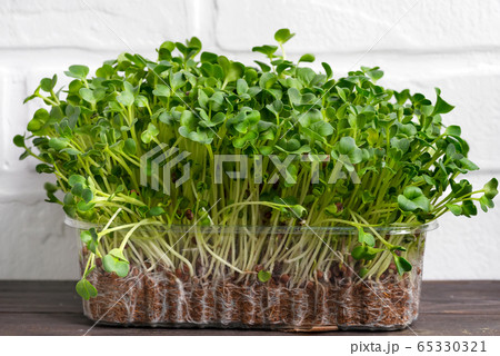Natural organic microgreen in a transparent box on a wooden table against white brick wall. 65330321